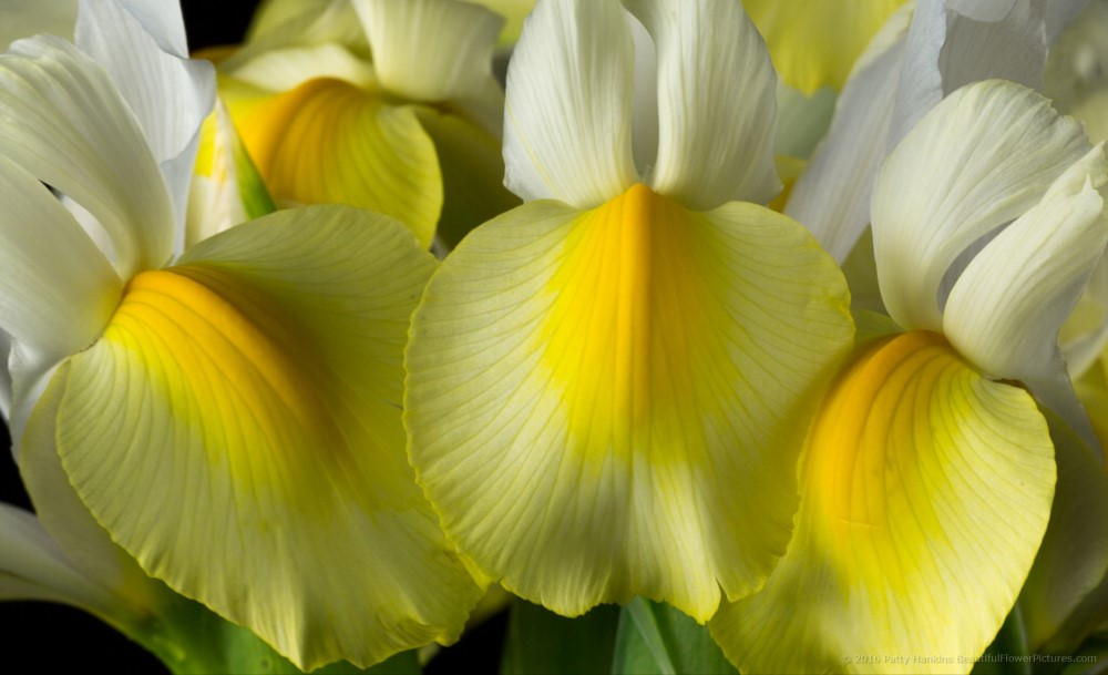 In the Studio: Yellow and White Siberian Irises