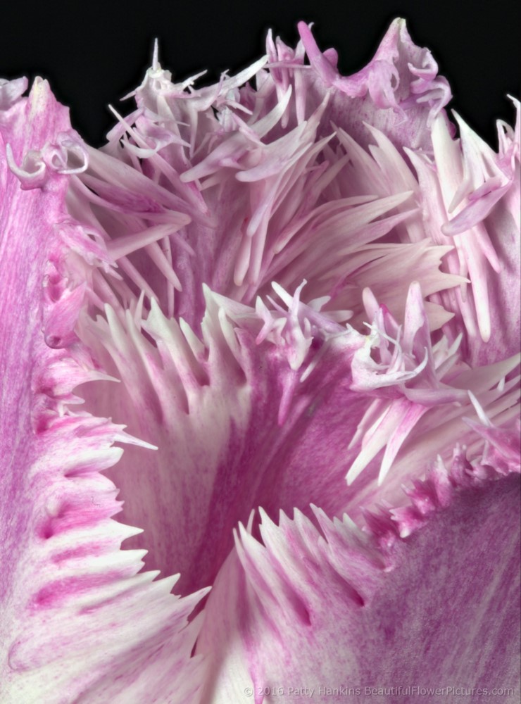 In the Studio: Purple & White Fringed Tulips