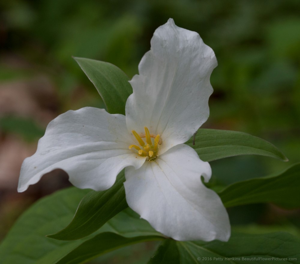 Trillium Grandiflorum | Beautiful Flower Pictures Blog
