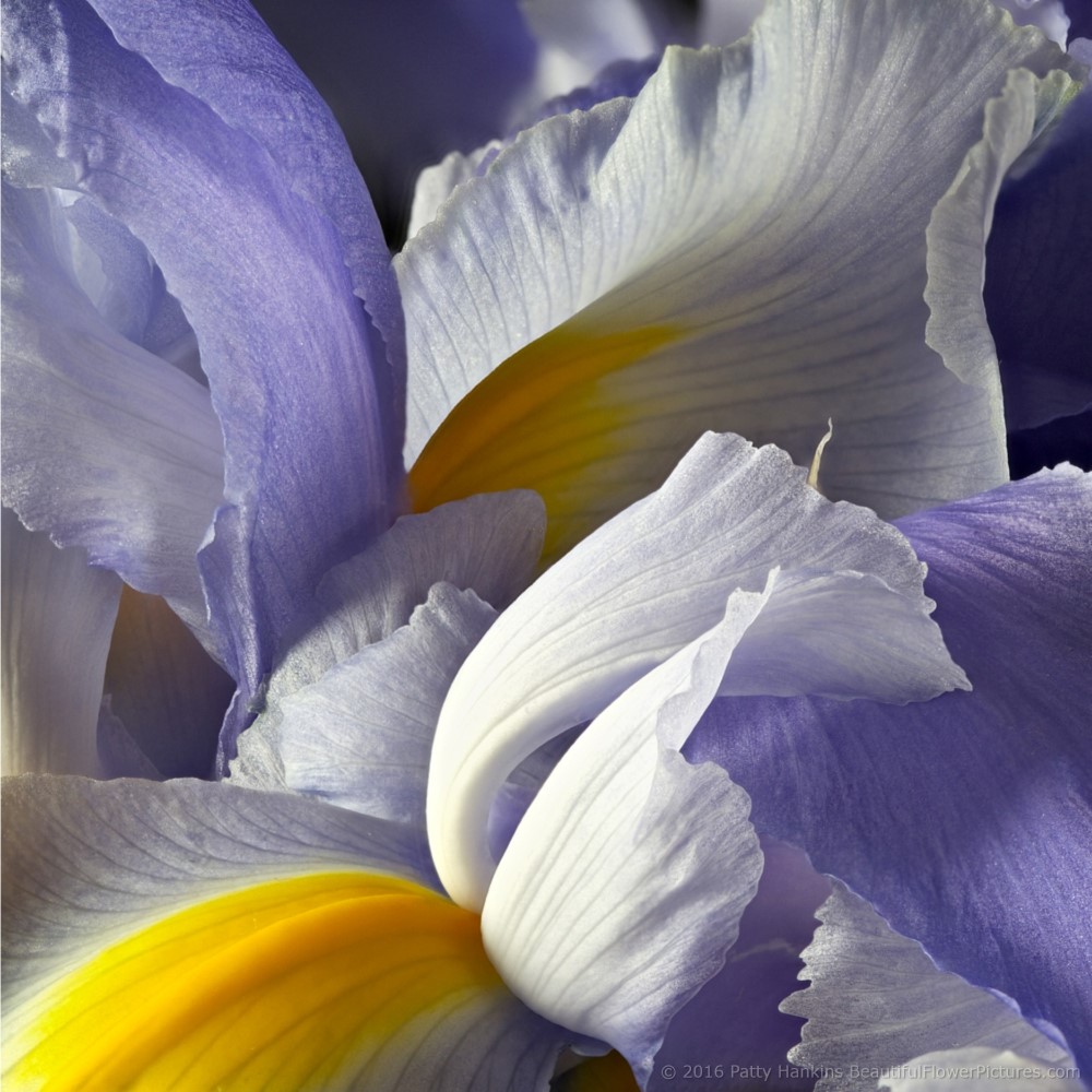 New Photo: Lavender Siberian Irises