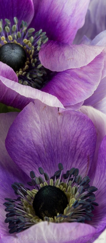 In the Studio: Purple Poppy Anemone Flowers | Beautiful Flower Pictures ...