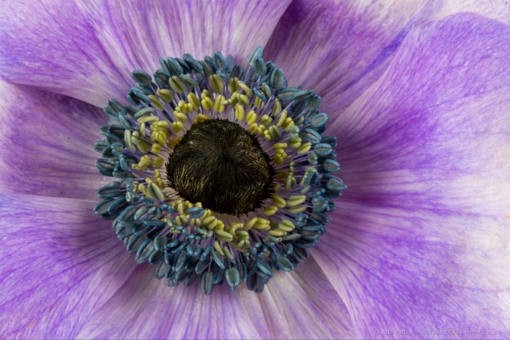In the Studio: Purple Poppy Anemone Flowers