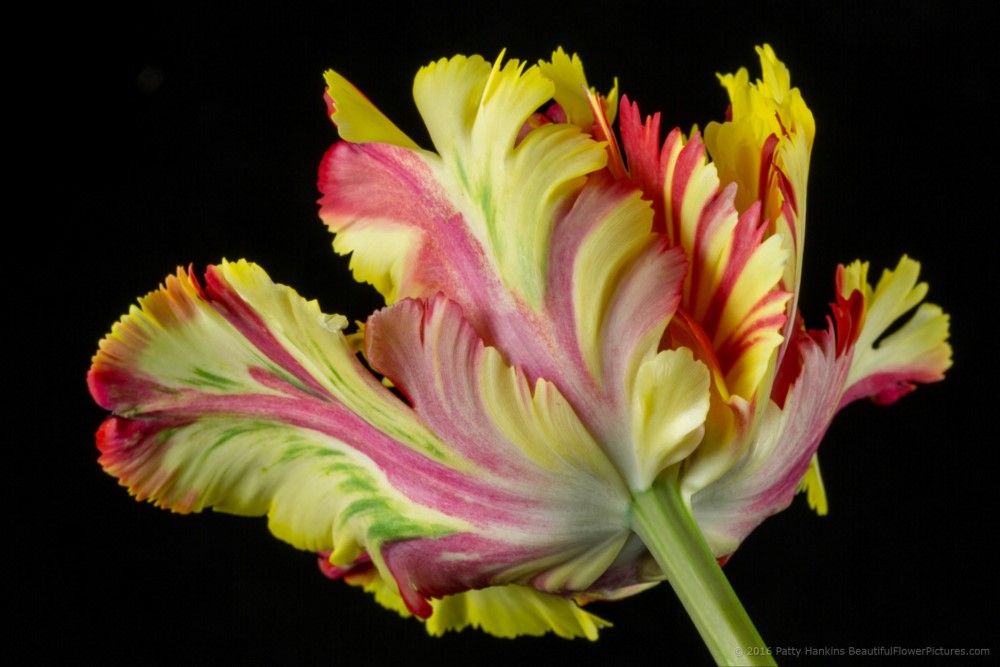In the Studio: Flaming Parrot Tulips