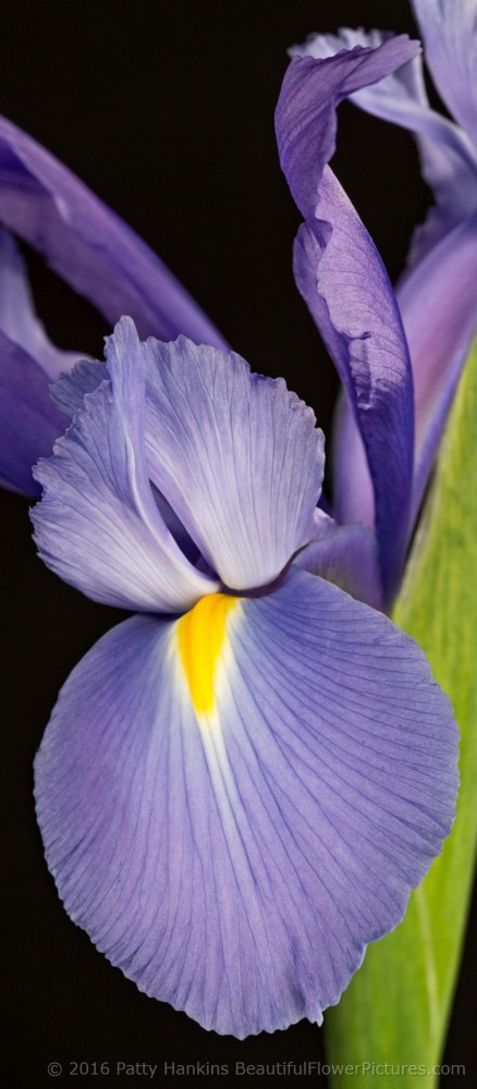 New Photo: Siberian Iris