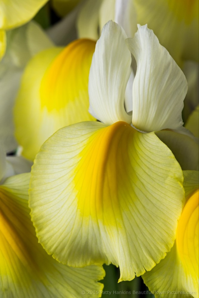 New Photo: Yellow & White Siberian Irises