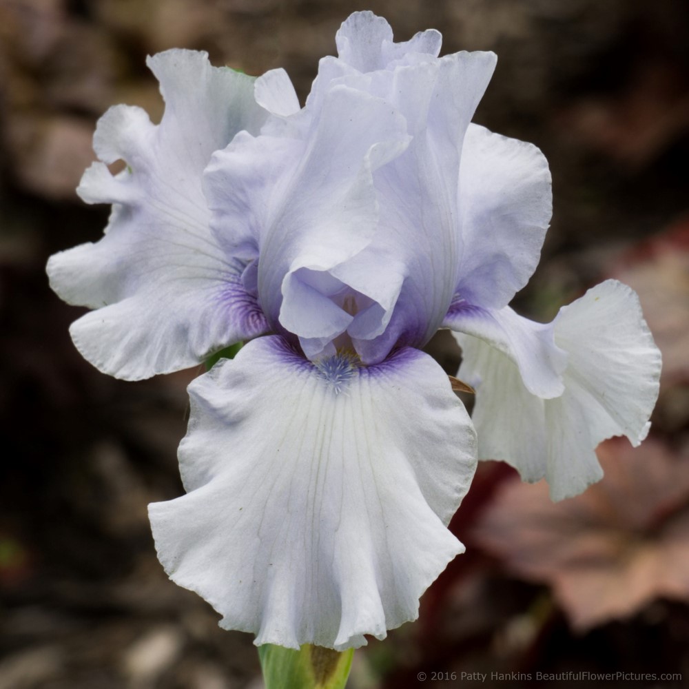 A Few Bearded Irises