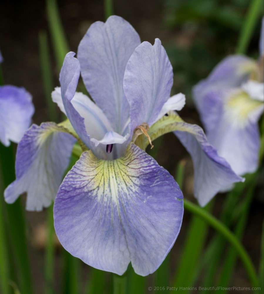A Few Last Irises for 2016