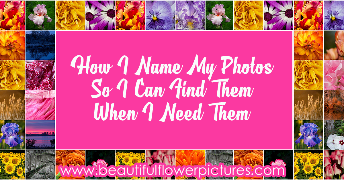 How I Name My Photos So I Can Find Them When I Need Them