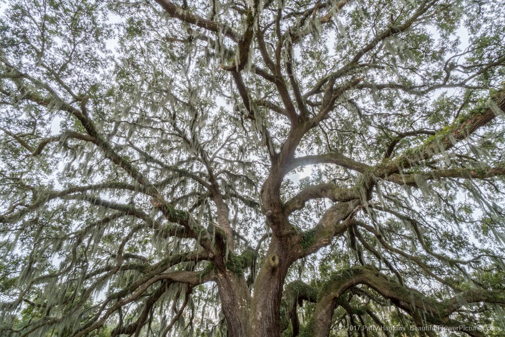 Majestic Oak Tree, Savannah, GA © 2017 Patty Hankins