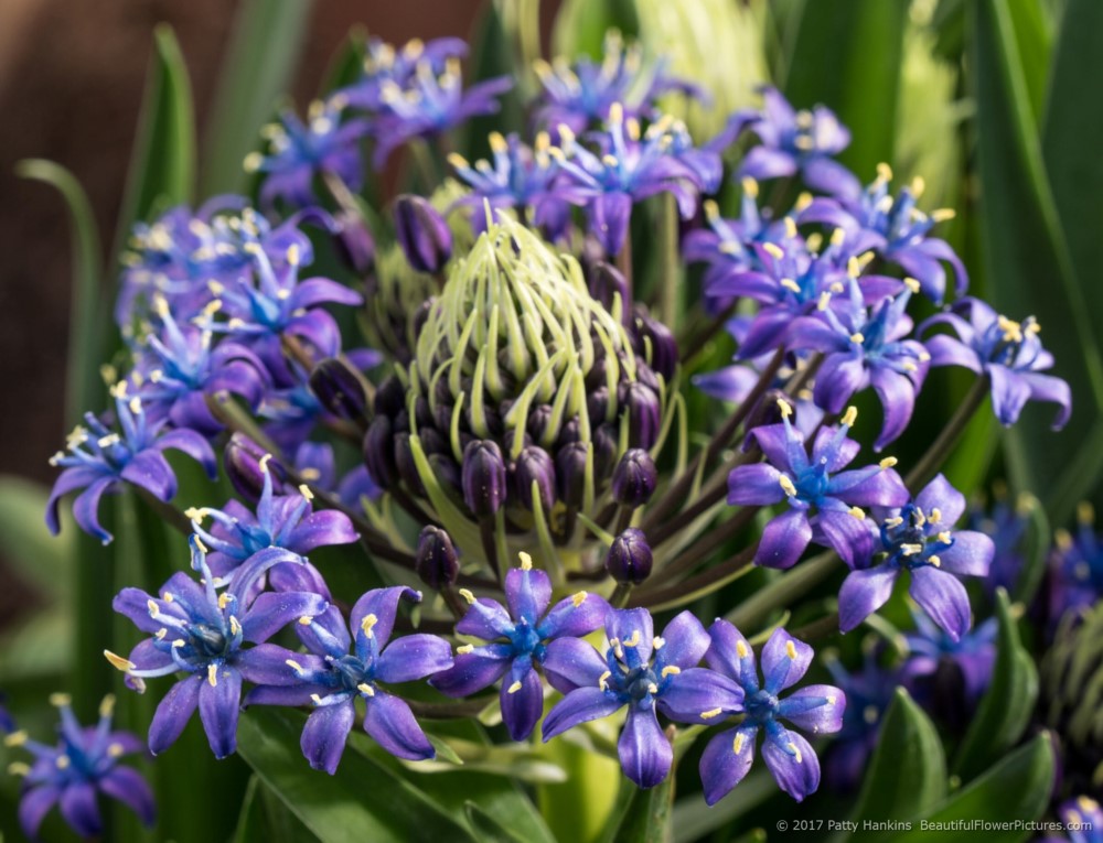 Sapphire Blue Cuban Lilies – scilla peruviana