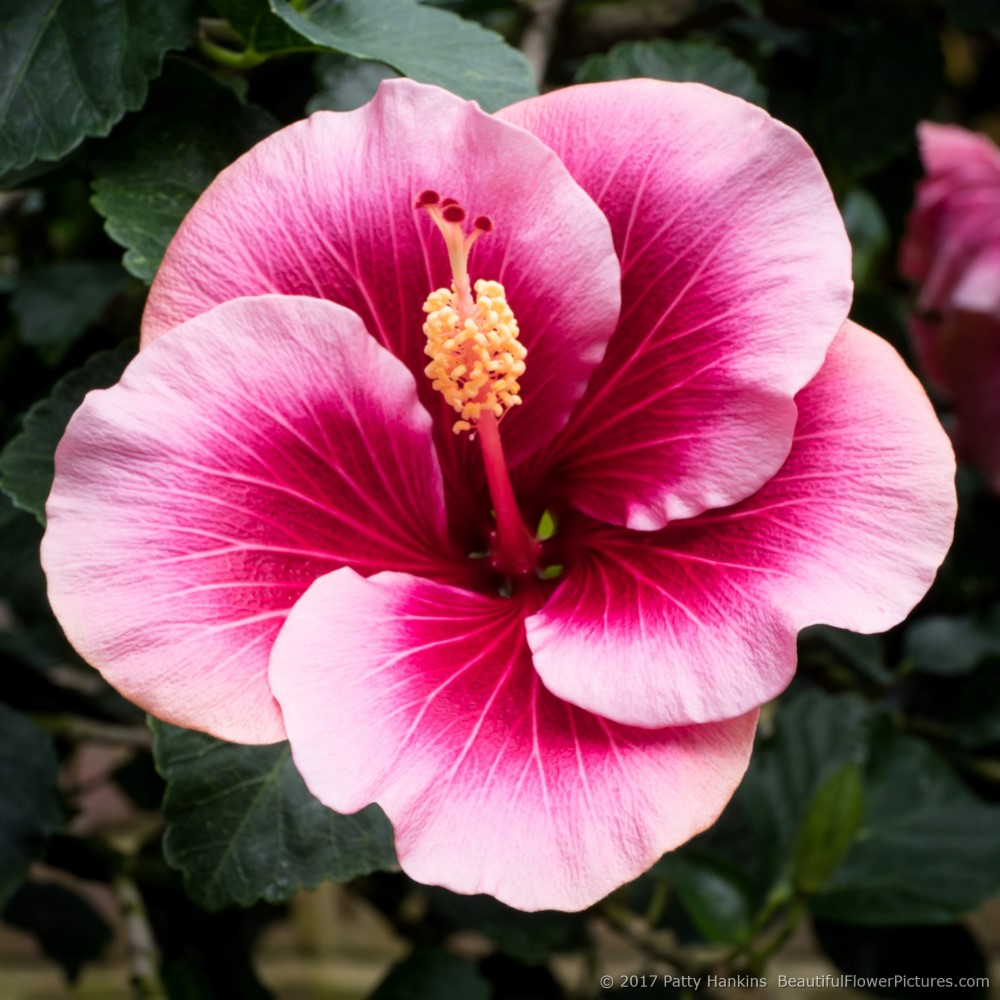 Beautiful Hibiscus Blossoms :: Beautiful Flower Pictures Blog