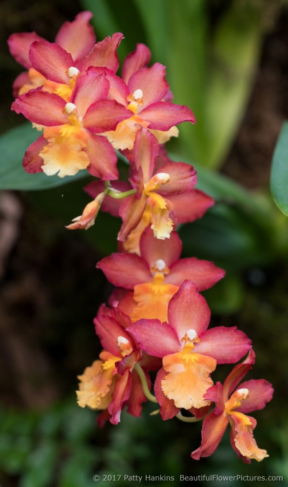 2017 Orchid Extravaganza at Longwood Gardens