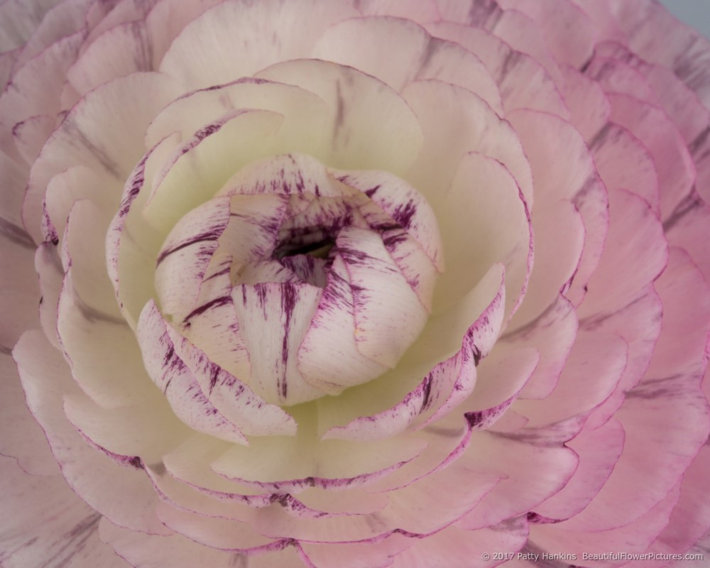 Pink & White Ranunculus ©2017 Patty Hankins