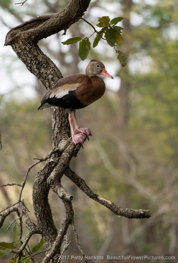 Black Bellied Whistling Duck, Audubon Park, New Orleans © 2017 Patty Hankins