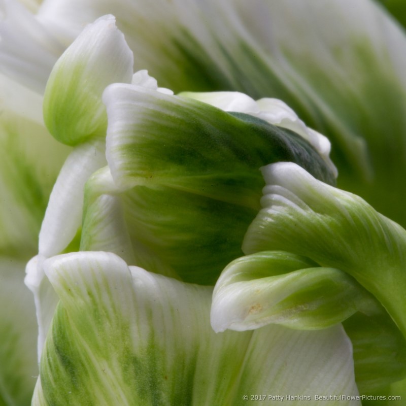 Green & White Tulip © 2017 Patty Hankins