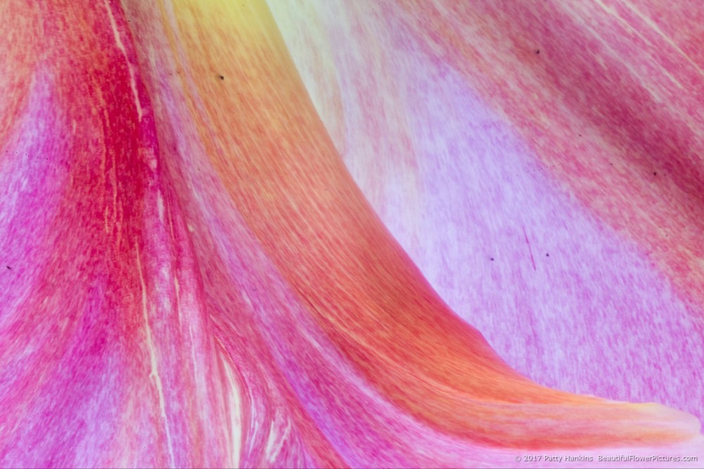 Light Pink Van Dyke Tulip Petal © 2017 Patty Hankins