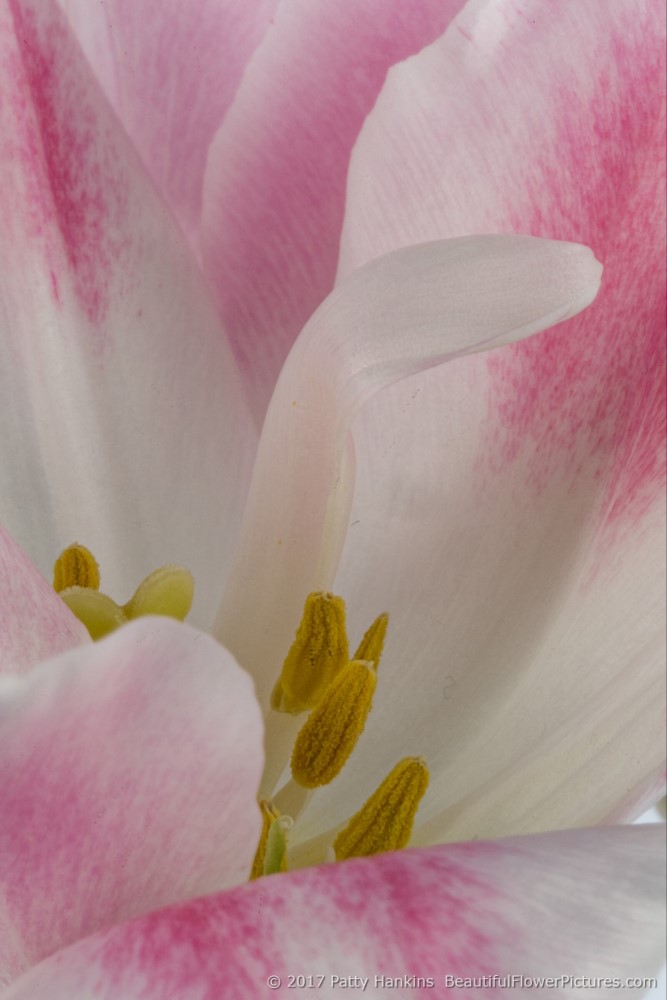 Pink & White Tulip © 2017 Patty Hankins