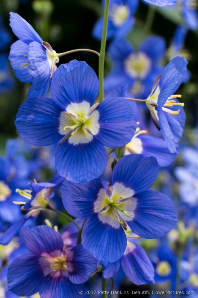 Blue Flax – heliophila coronopfolia