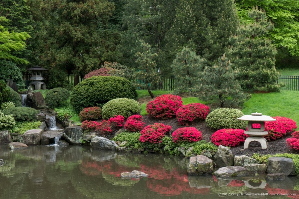 Shofuso Japanese Gardens, Philadelphia, PA © 2017 Patty Hankins