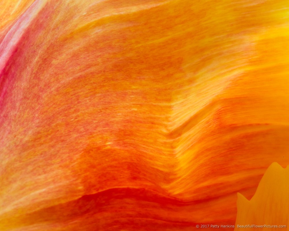 Tulip Abstracts