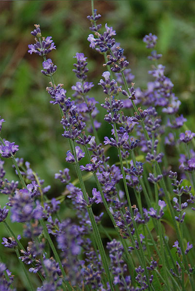 Join Me for A Morning on A Lavender Farm