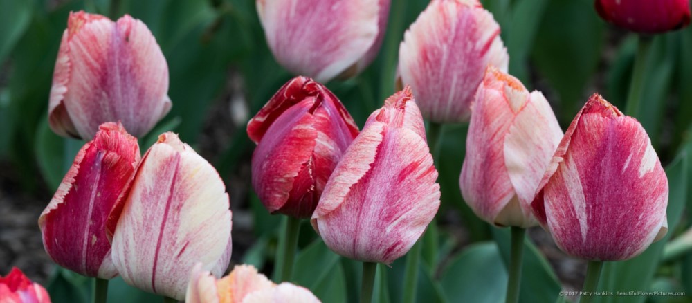 Sunset Miami Fringed Tulips | Beautiful Flower Pictures Blog