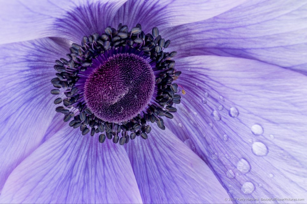 New Photo: Lavender Poppy Anemone