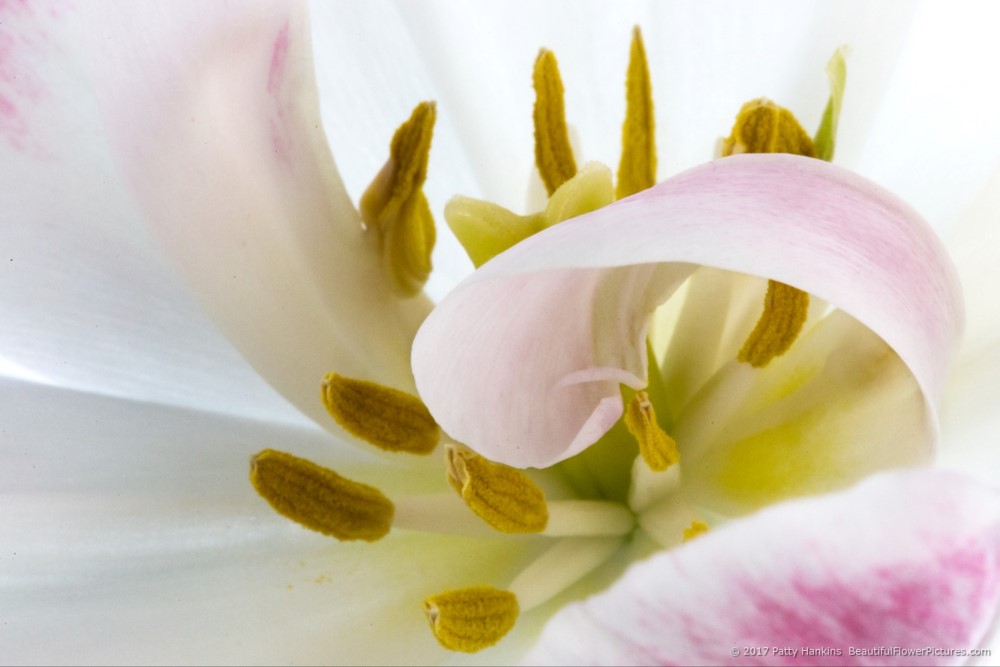 New Photo: Center of a Pink & White Tulip