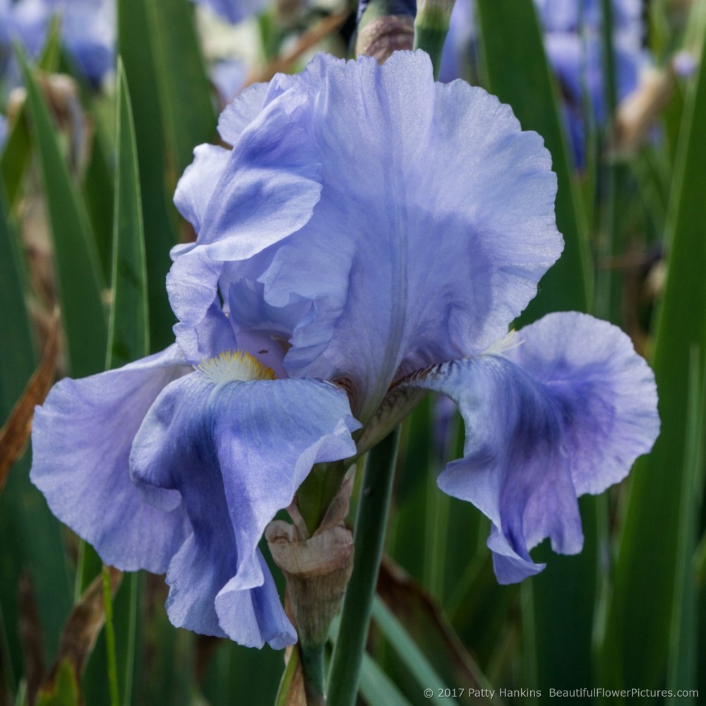 Irises at Presby Memorial Iris Gardens II