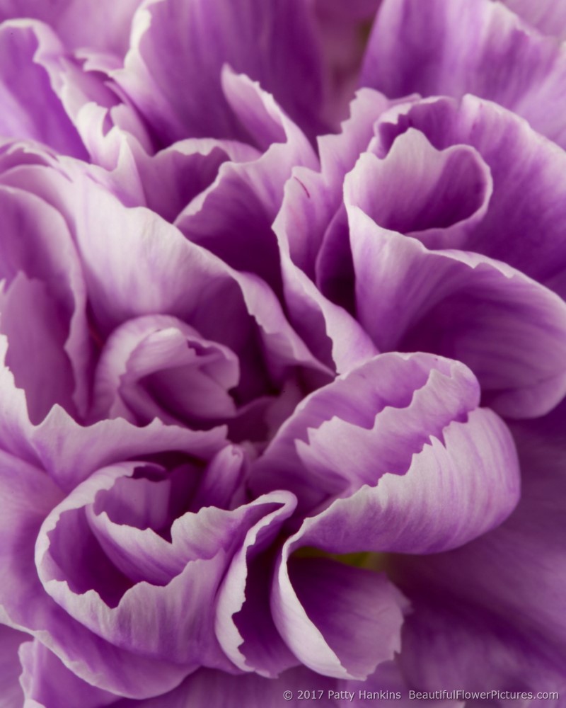 Lavender Carnations – In the Studio