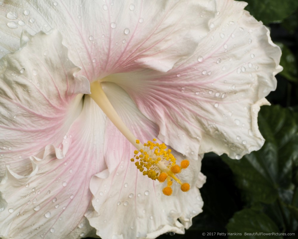 Pearl Hibiscus – New Photo