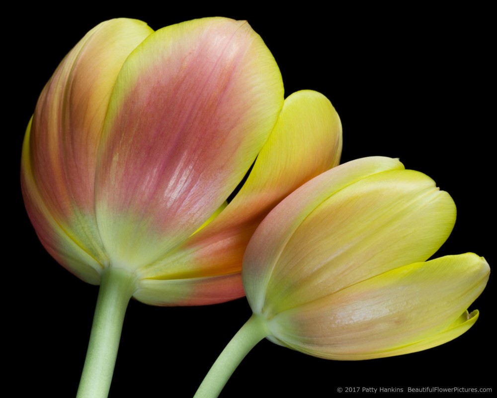 New Photo: Pink & Yellow Tulips