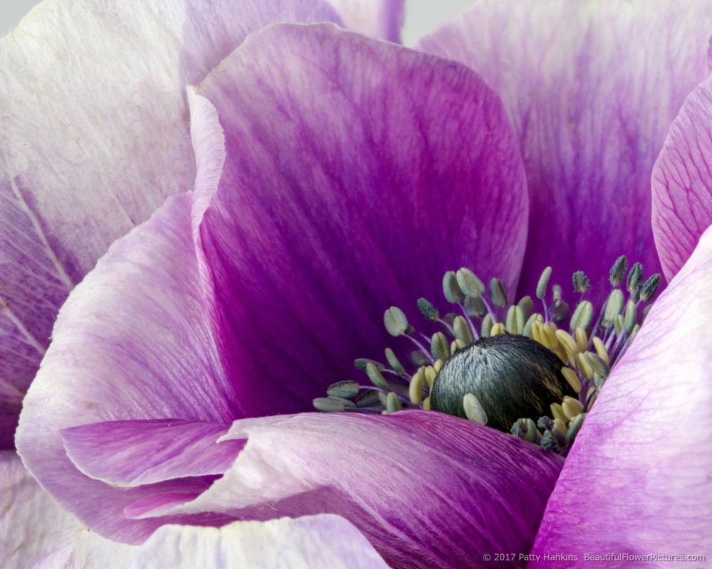 Purple Poppy Anemone – New Photo