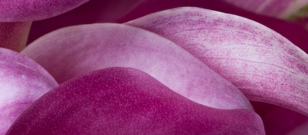 Bright Pink Mini Callas – In the Studio
