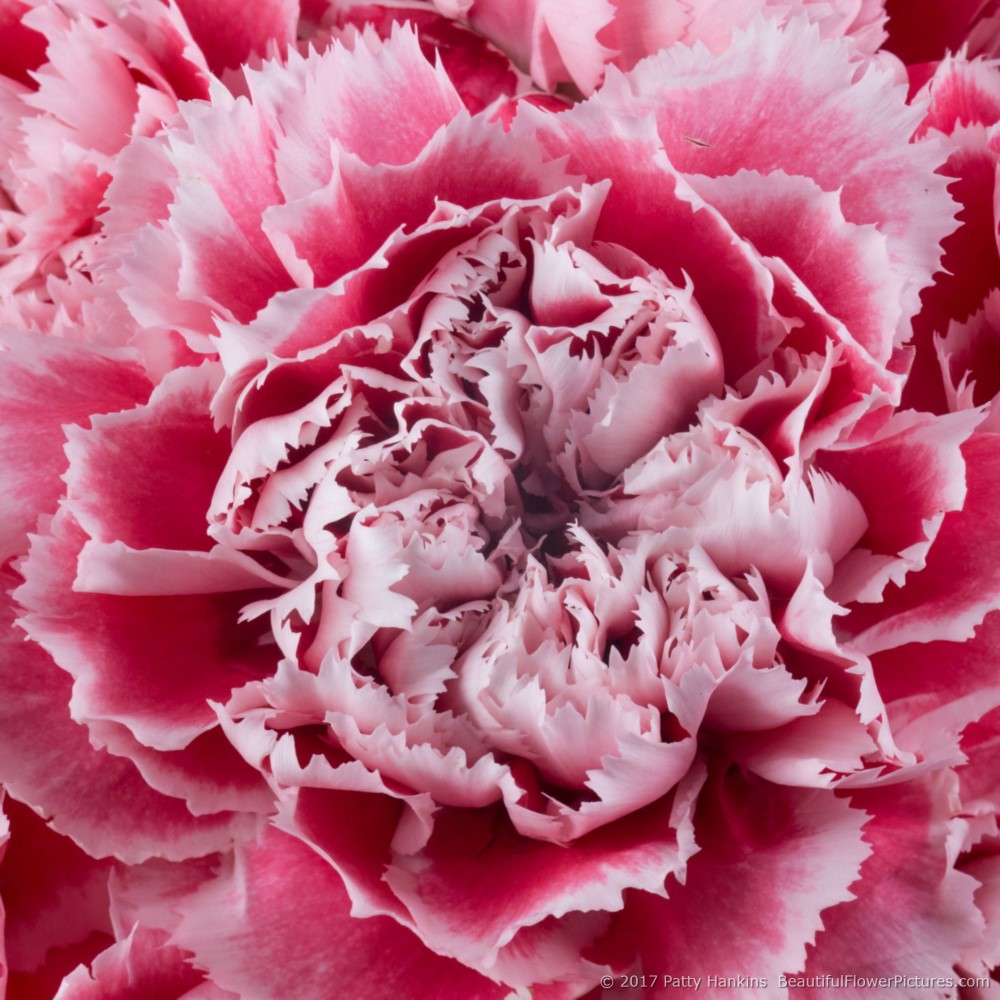 Pink Gelato Carnations – In the Studio