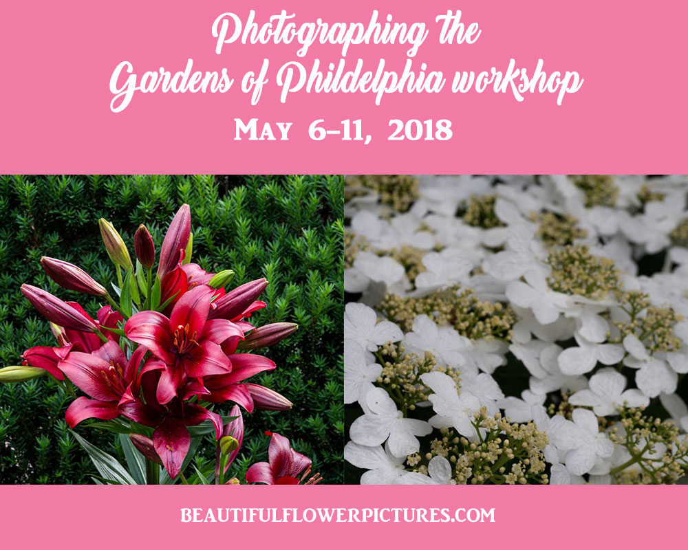 Come Photograph the Wonderful Gardens in Philadelphia With Me – May 6-11, 2018