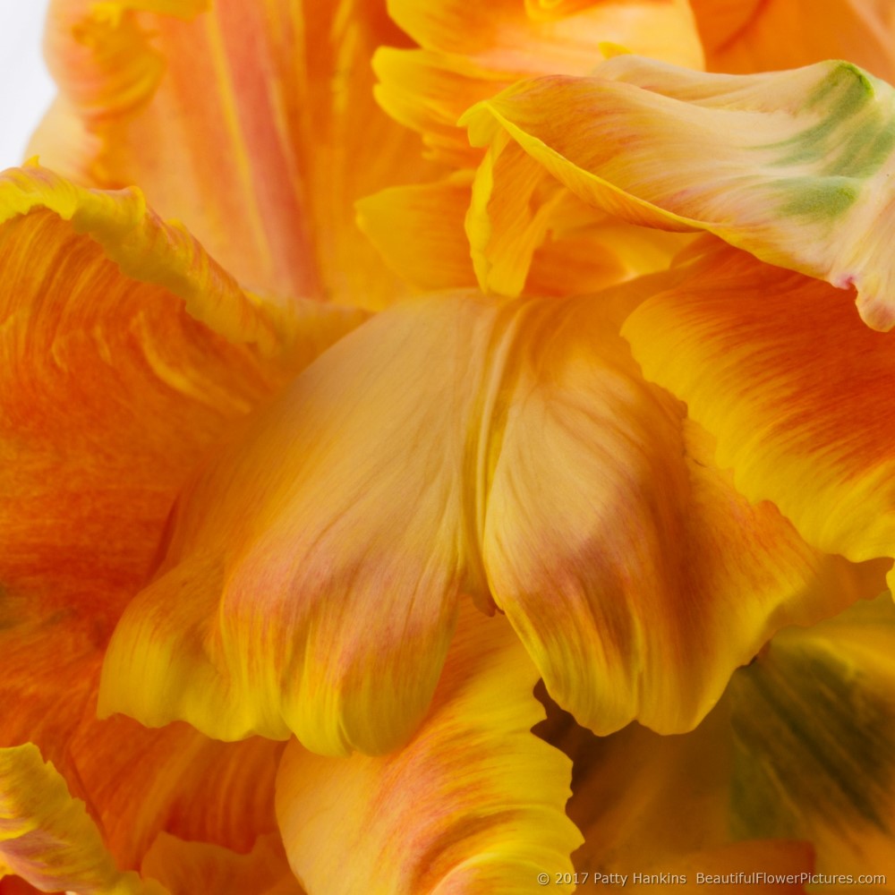 Petals of an Orange Parrot Tulip II – New Photo