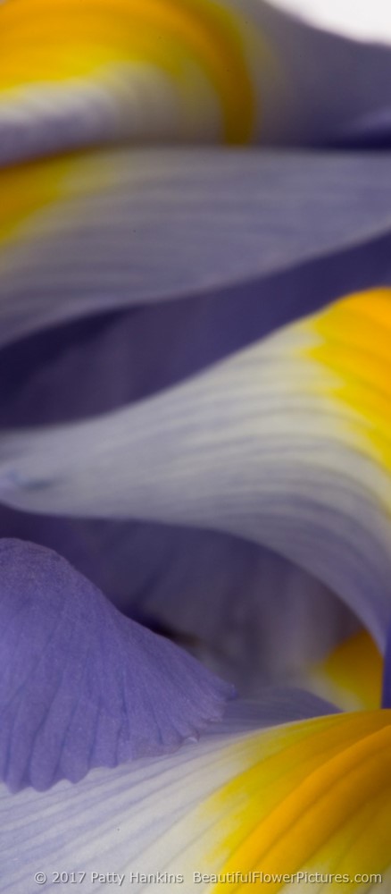 Lavender Siberian Irises – In the Studio