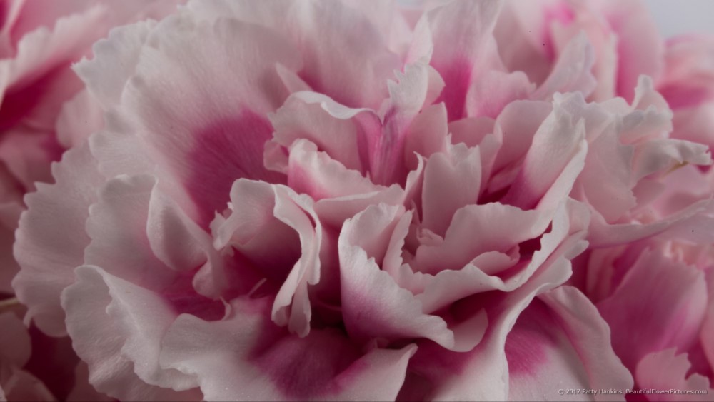 Pink & White Spray Carnations – In the Studio