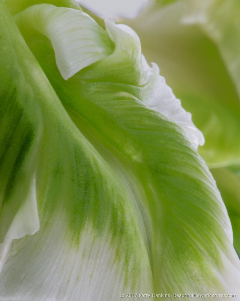 Petals of a Green & White Tulip – New Photo