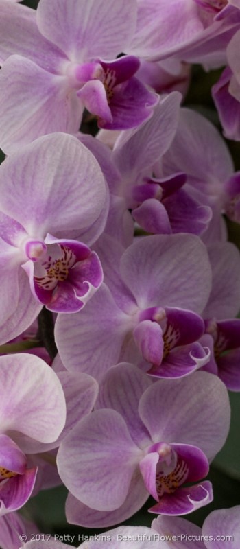 A Few More Phalaenopsis Orchids