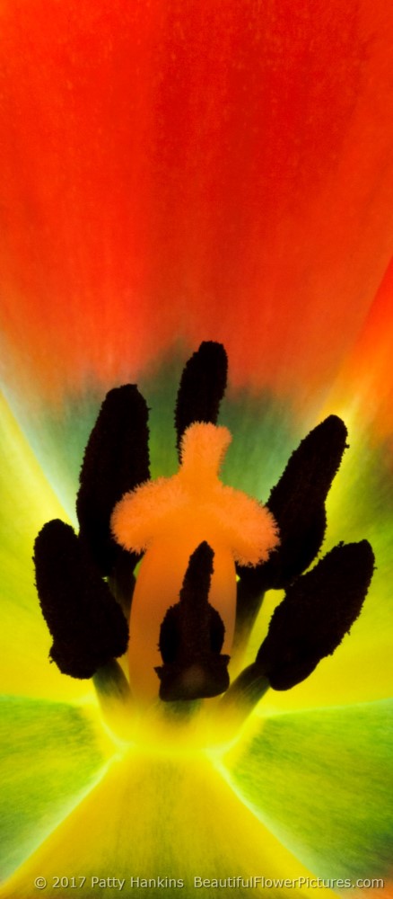 Center of an Orange Tulip
