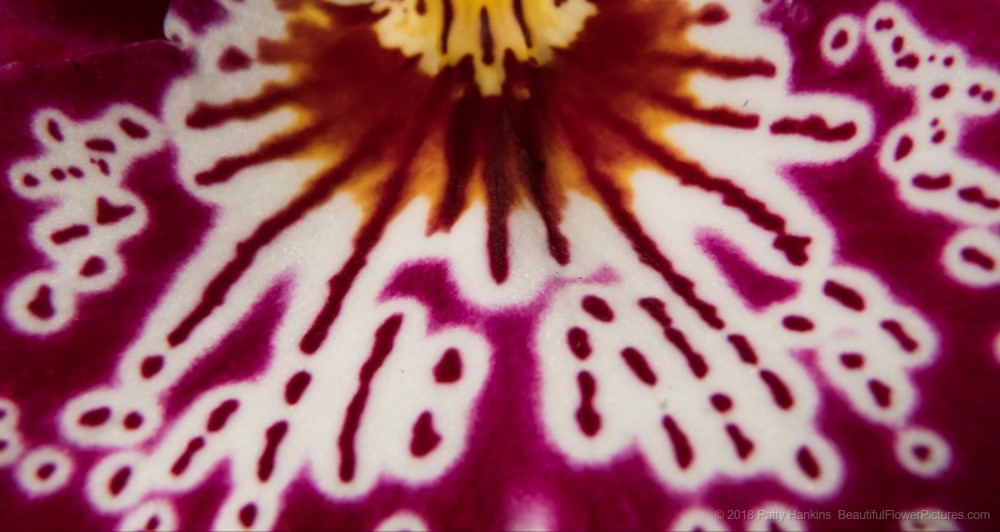 Miltonia Orchids Up Close