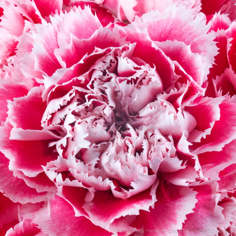 Carnations from my Petals Show