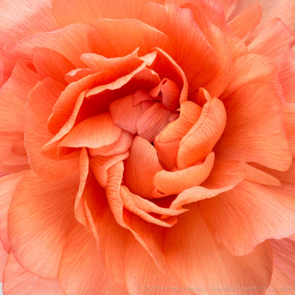 Center of an Orange Ranunculus – New Photo