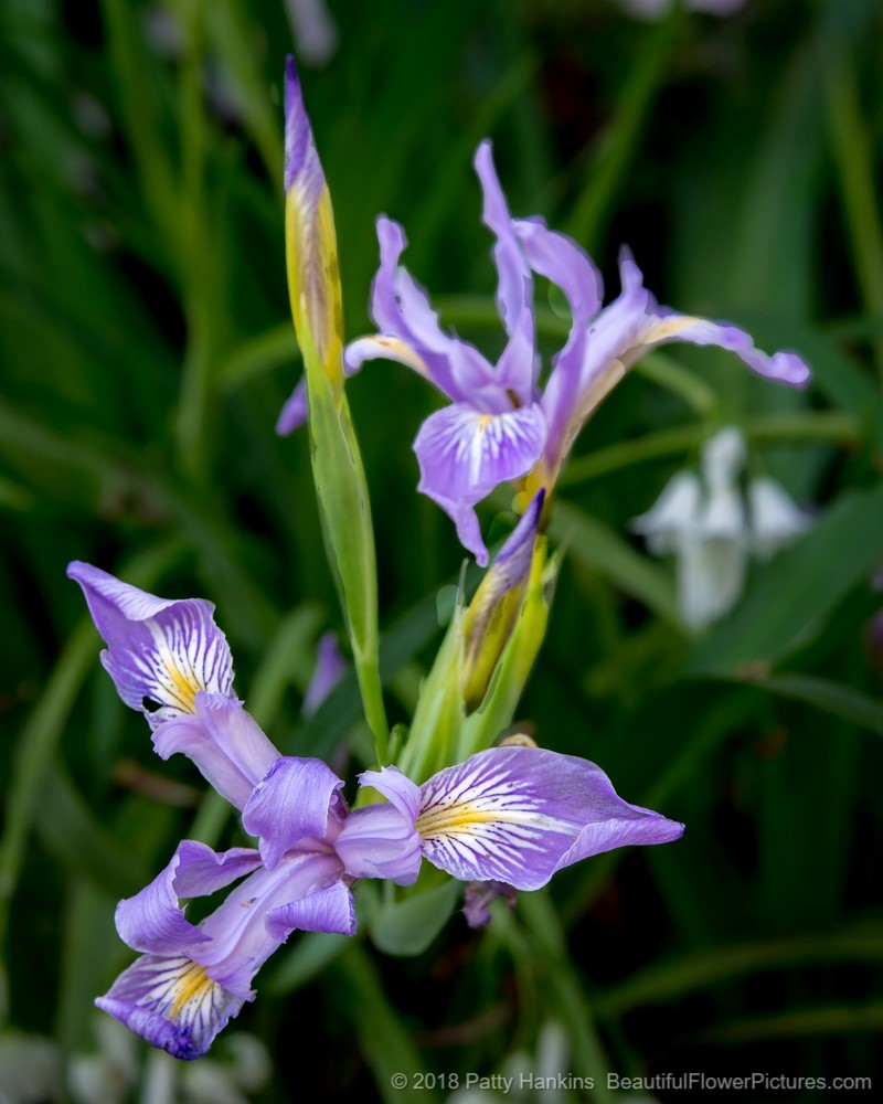 Azaleas, Irises and Dogwood