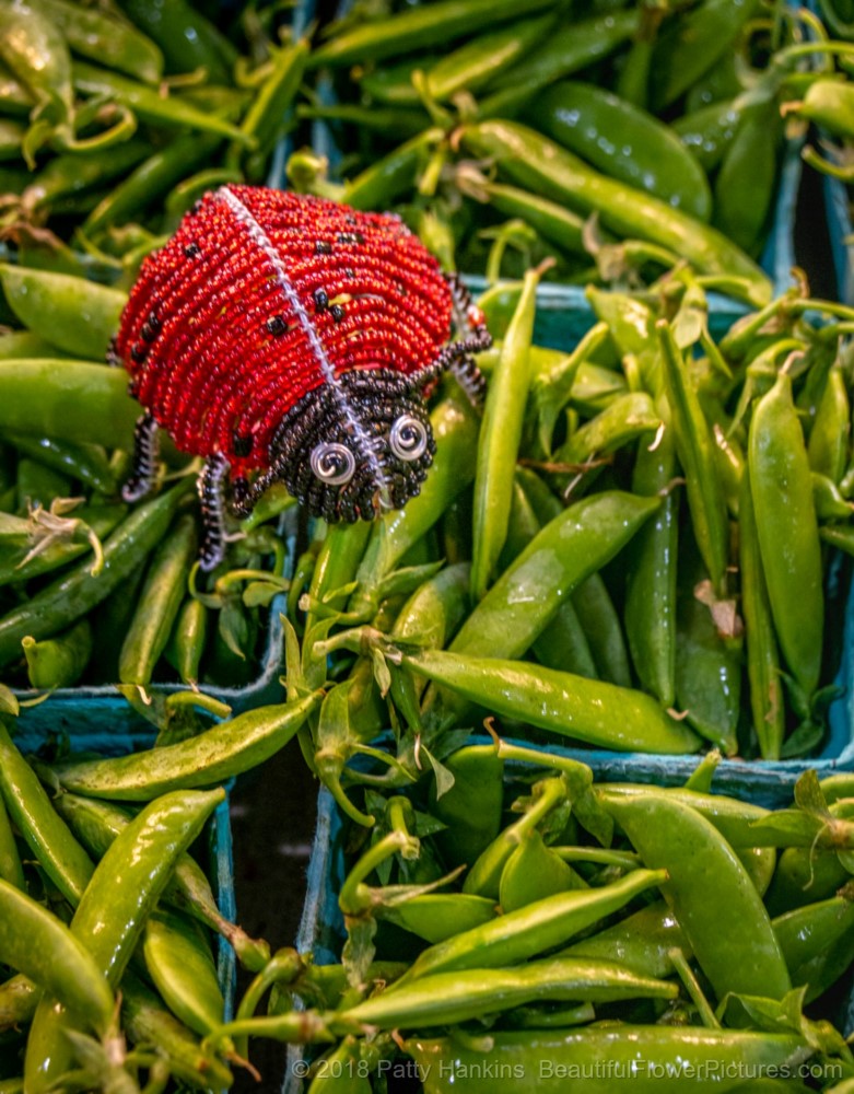 Snap Peas with Lady Bug, Central Market, Lancaster, PA © 2018 Patty Hankins