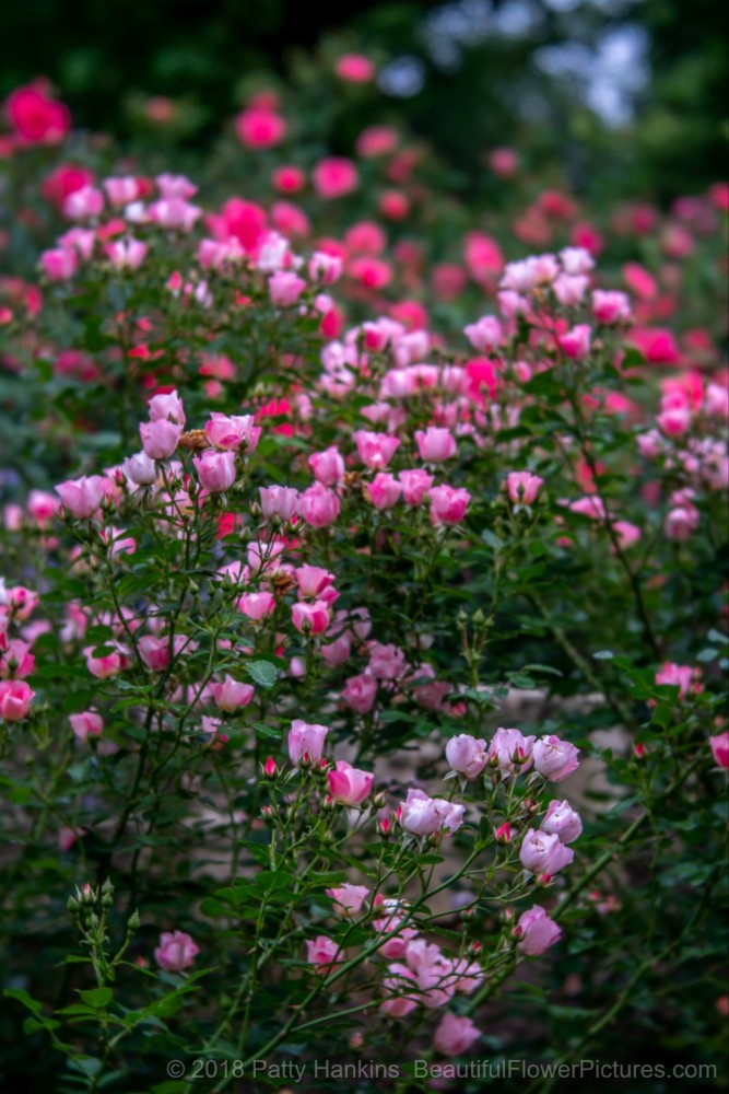 In the Rose Garden © 2018 Patty Hankins