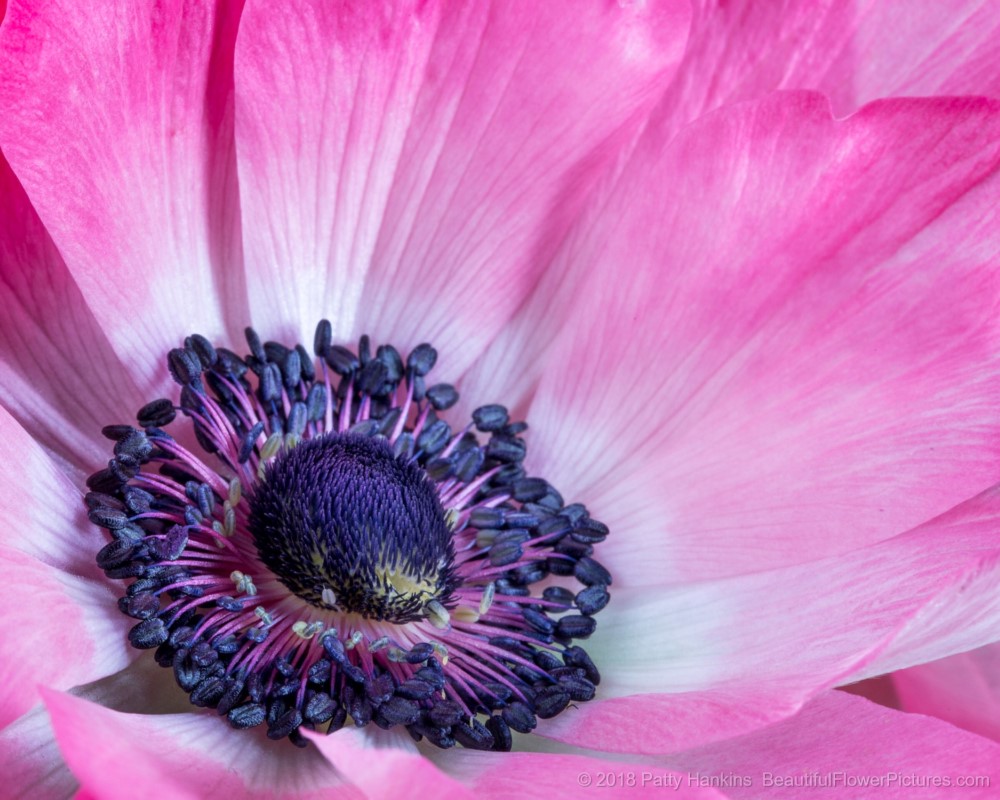 Pink Poppy Anemone © 2018 Patty Hankins