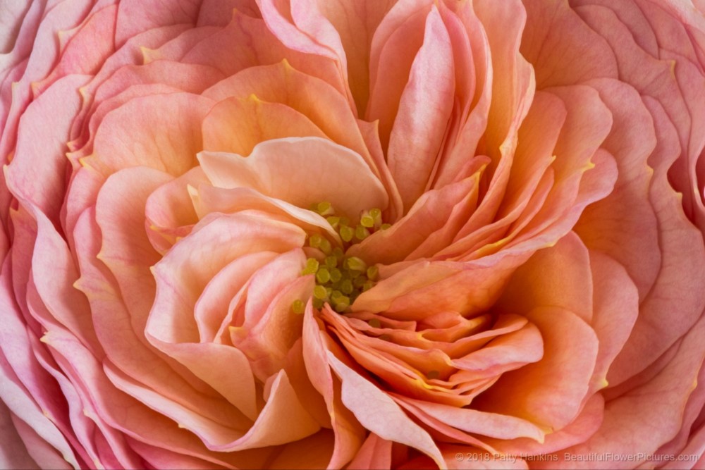Peach Blush Parasol Spray Rose – New Photo